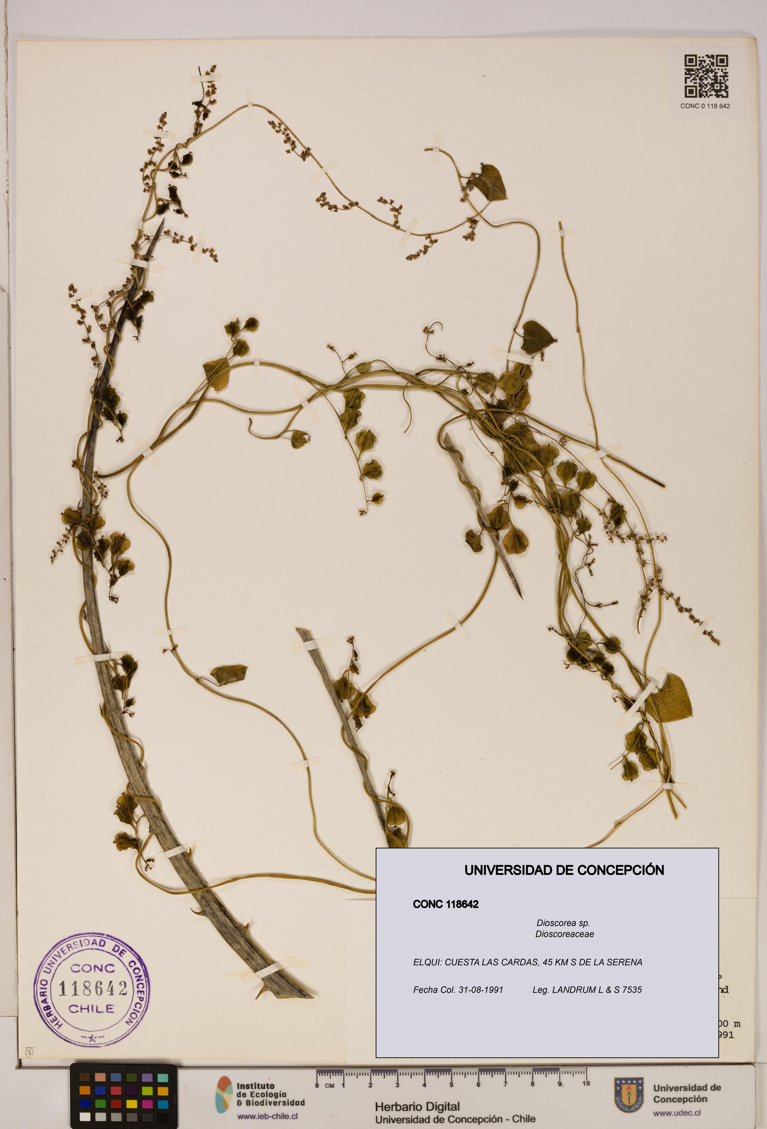 Dioscorea sp. [Espécimen: ]