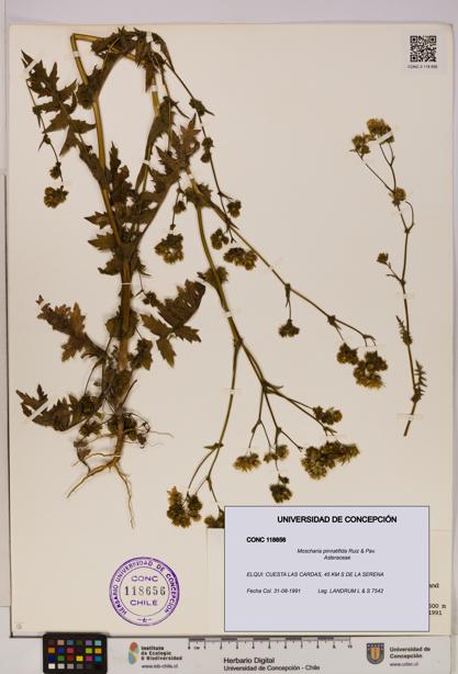 Moscharia pinnatifida [Espécimen: UDEC:CONC:0118656]