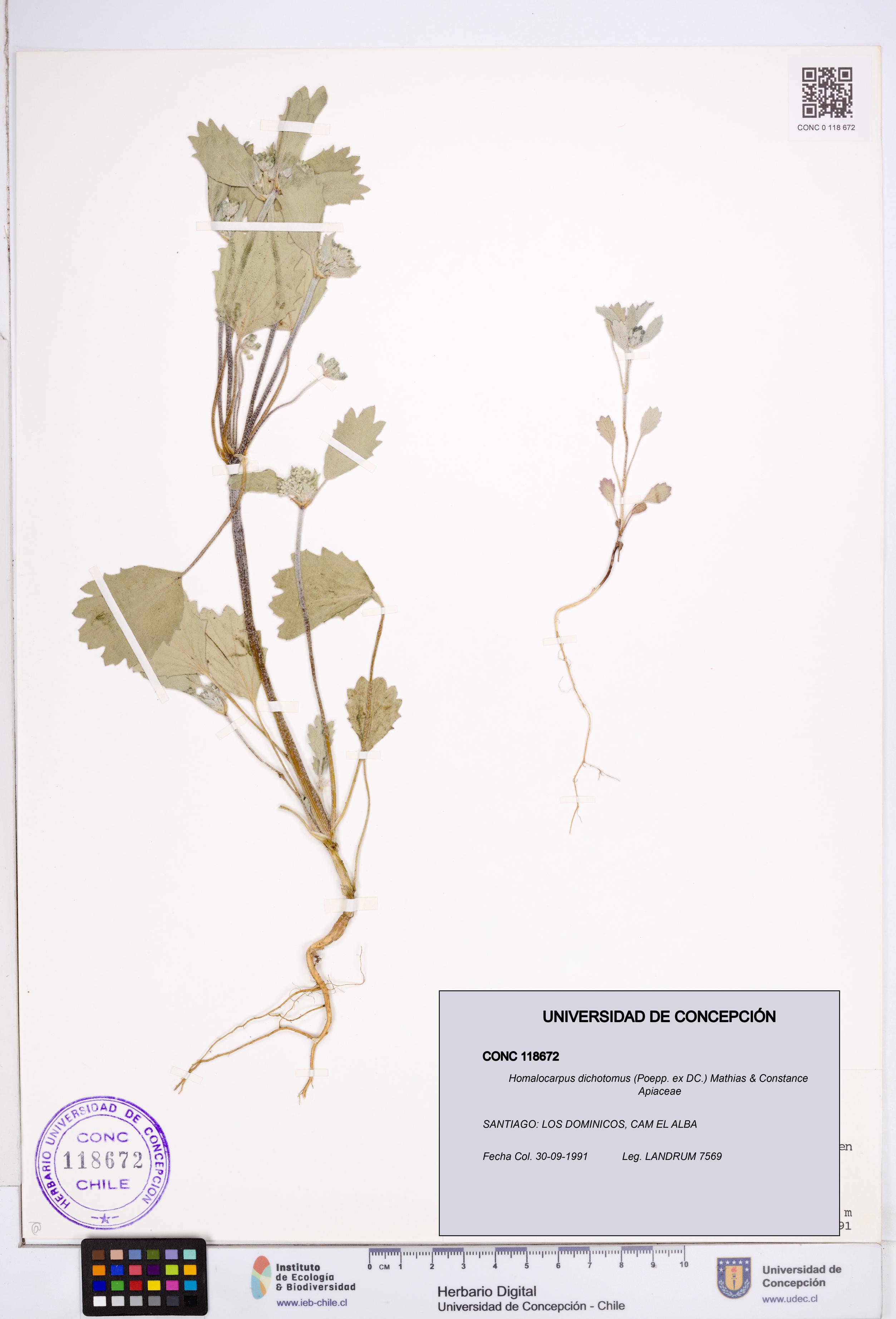 Homalocarpus dichotomus [Espécimen: ]