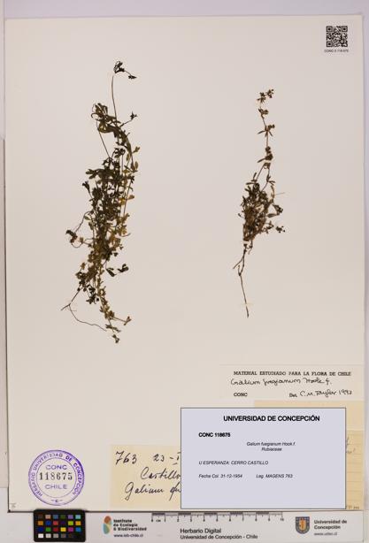 Galium fuegianum [Espécimen: UDEC:CONC:0118675]