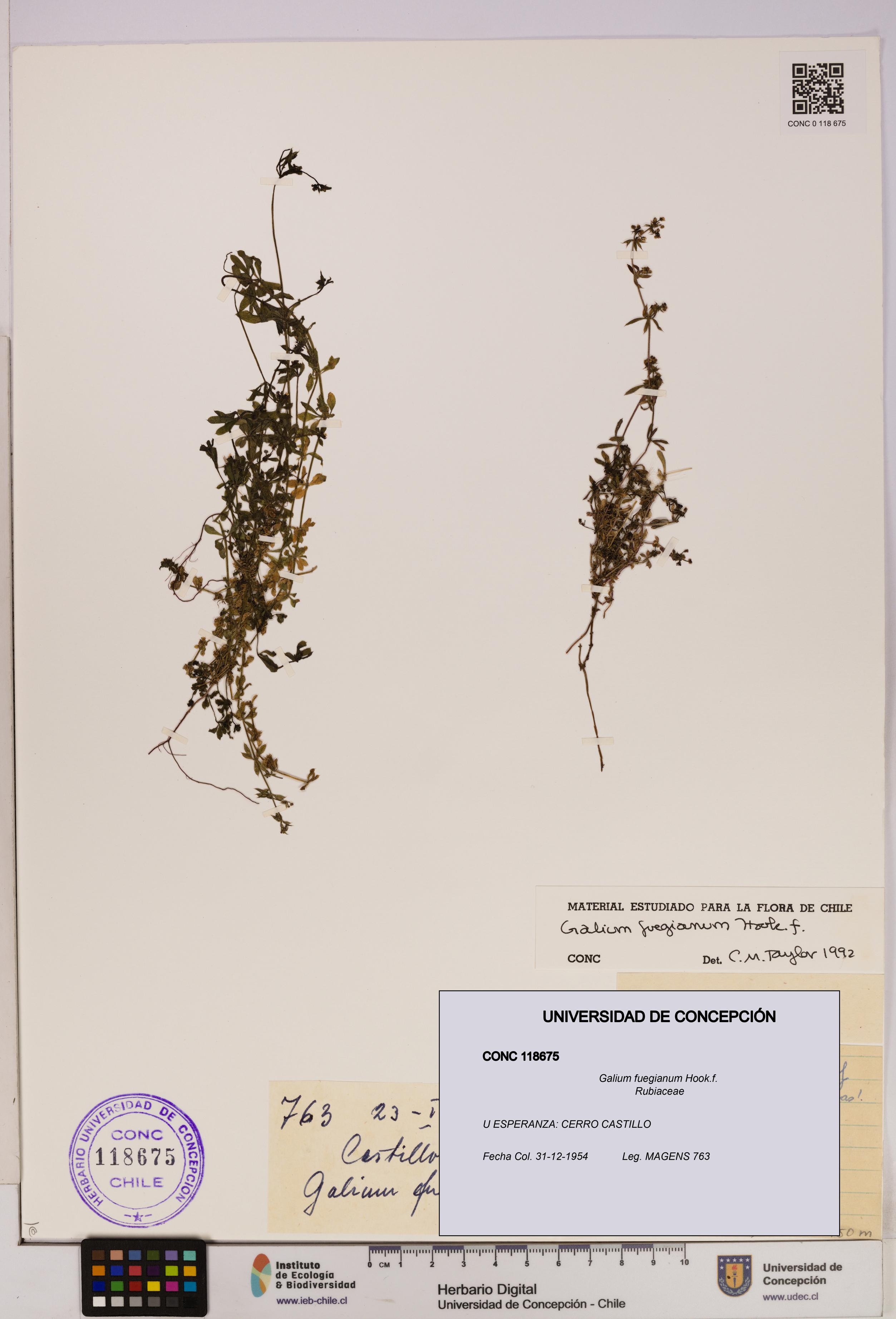 Galium fuegianum [Espécimen: UDEC:CONC:0118675]