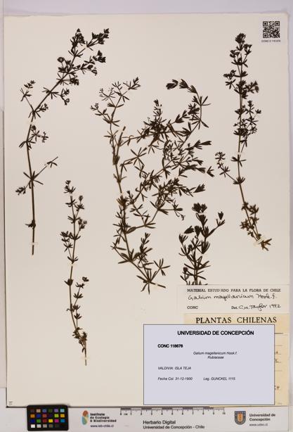 Galium magellanicum [Espécimen: UDEC:CONC:0118676]