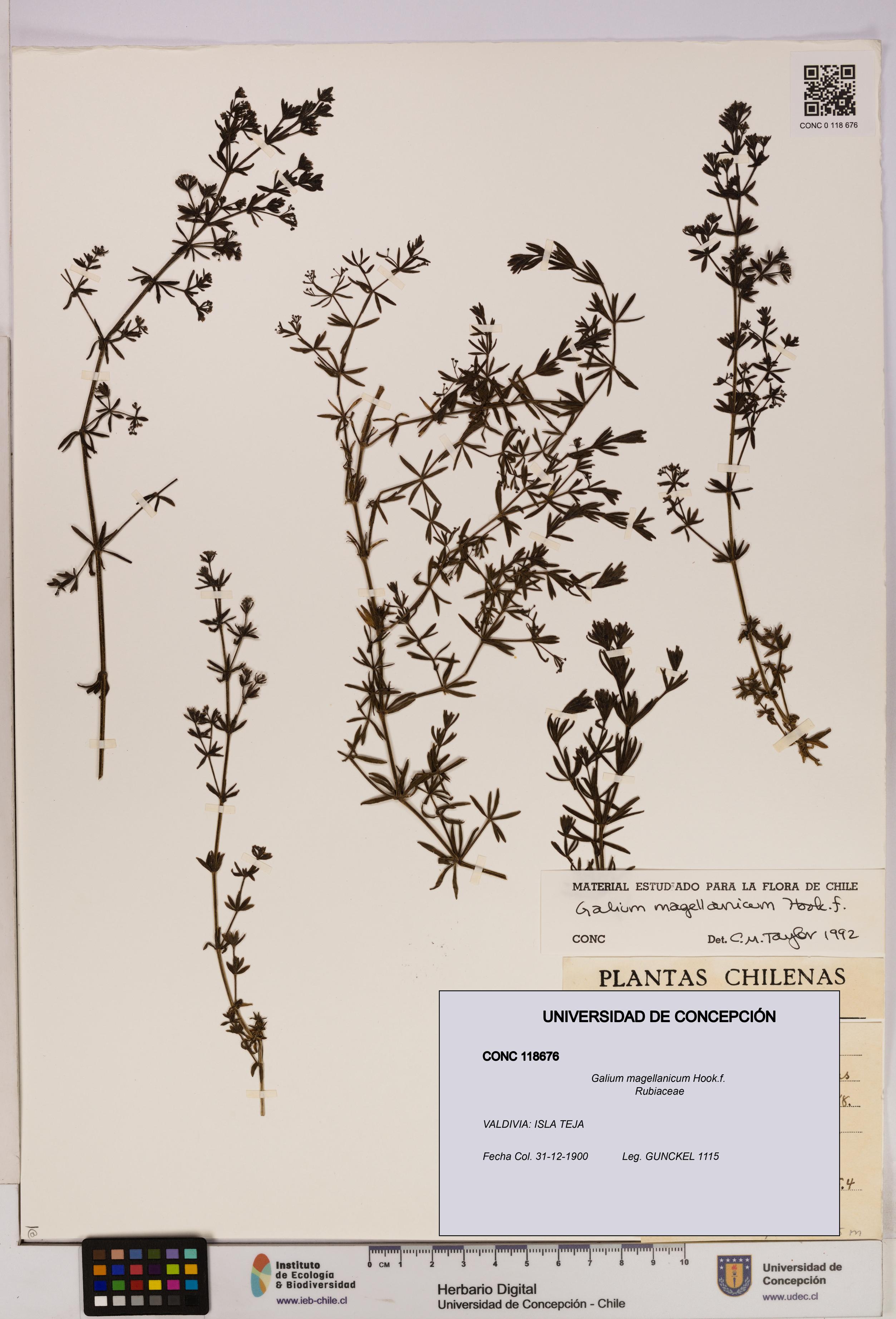 Galium magellanicum [Espécimen: UDEC:CONC:0118676]