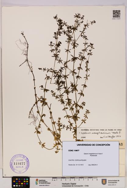 Galium magellanicum [Espécimen: UDEC:CONC:0118677]