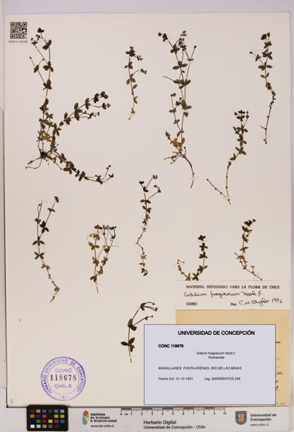 Galium fuegianum [Espécimen: UDEC:CONC:0118678]