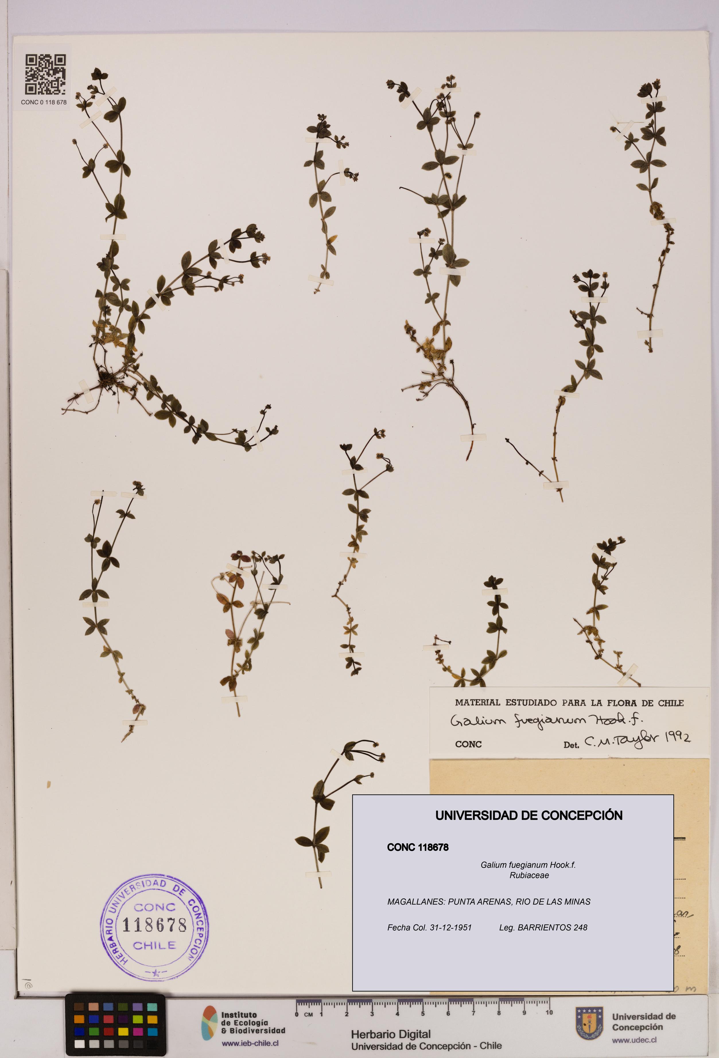 Galium fuegianum [Espécimen: UDEC:CONC:0118678]
