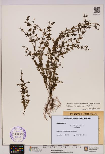 Galium fuegianum [Espécimen: UDEC:CONC:0118679]