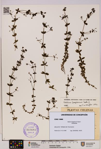 Galium fuegianum [Espécimen: UDEC:CONC:0118680]