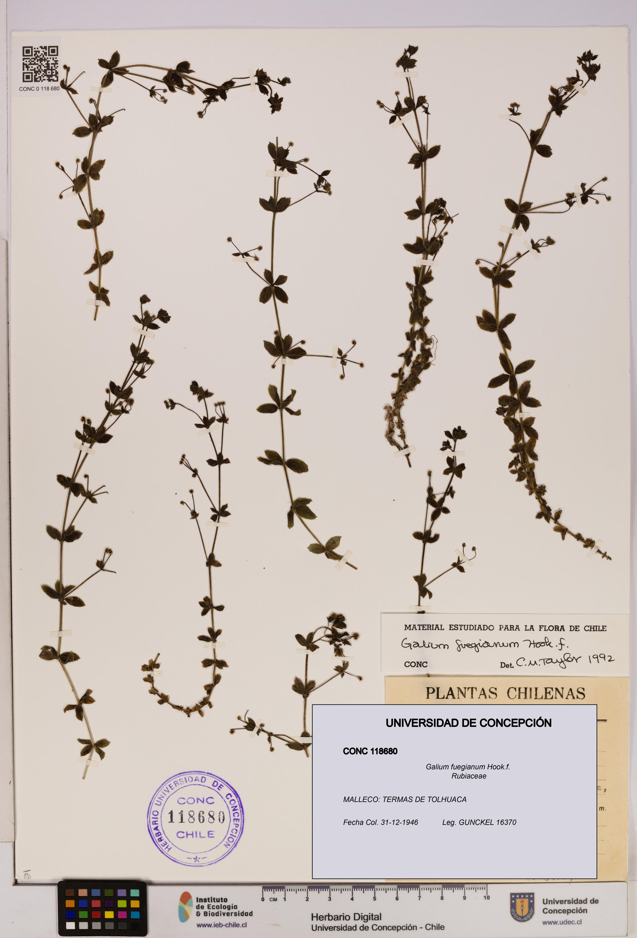 Galium fuegianum [Espécimen: UDEC:CONC:0118680]