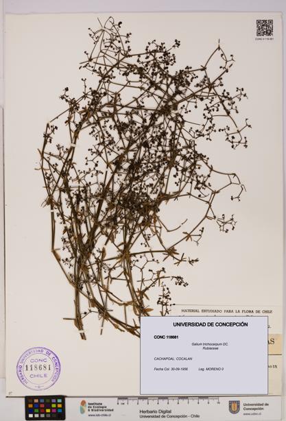 Galium trichocarpum [Espécimen: UDEC:CONC:0118681]
