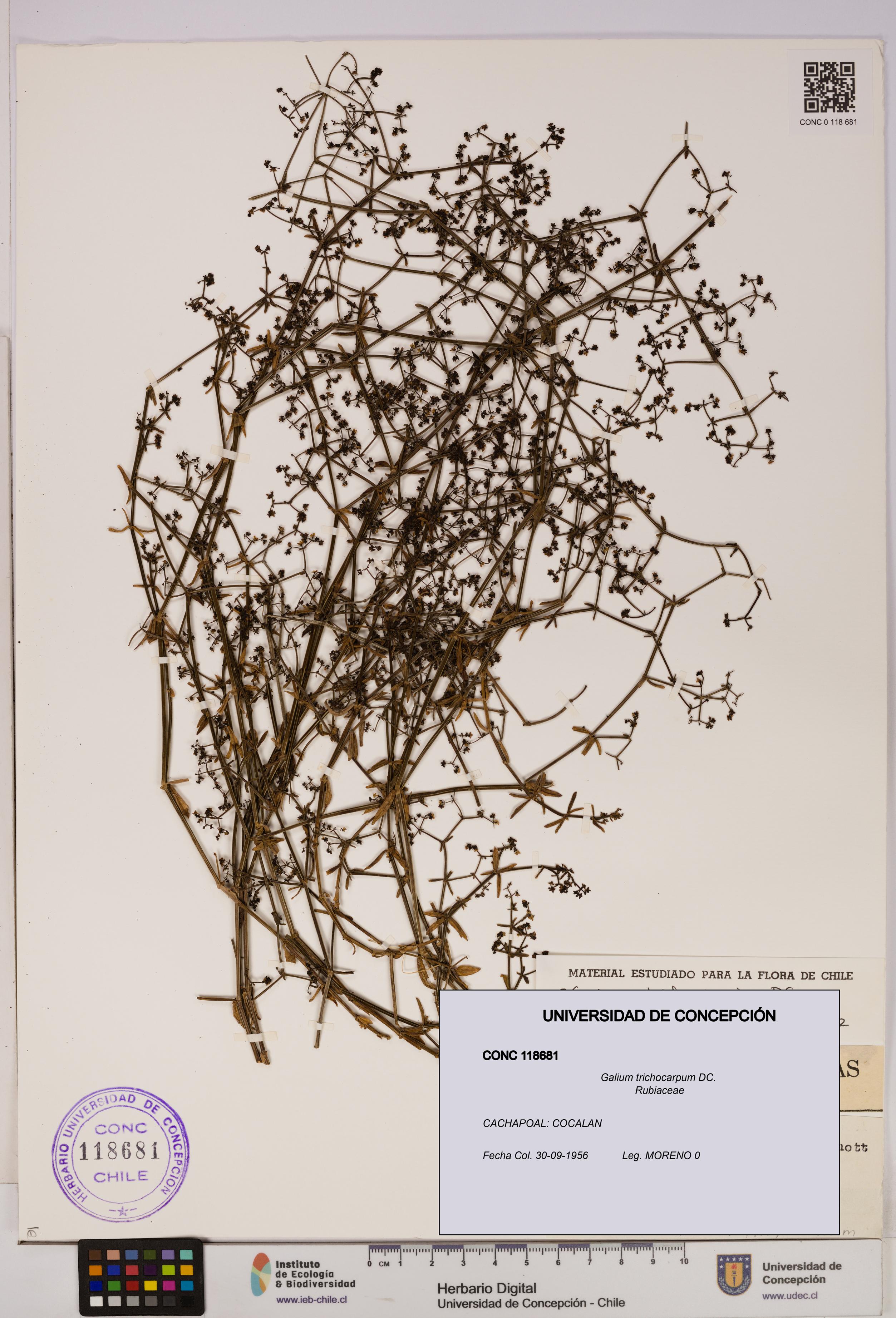 Galium trichocarpum [Espécimen: UDEC:CONC:0118681]