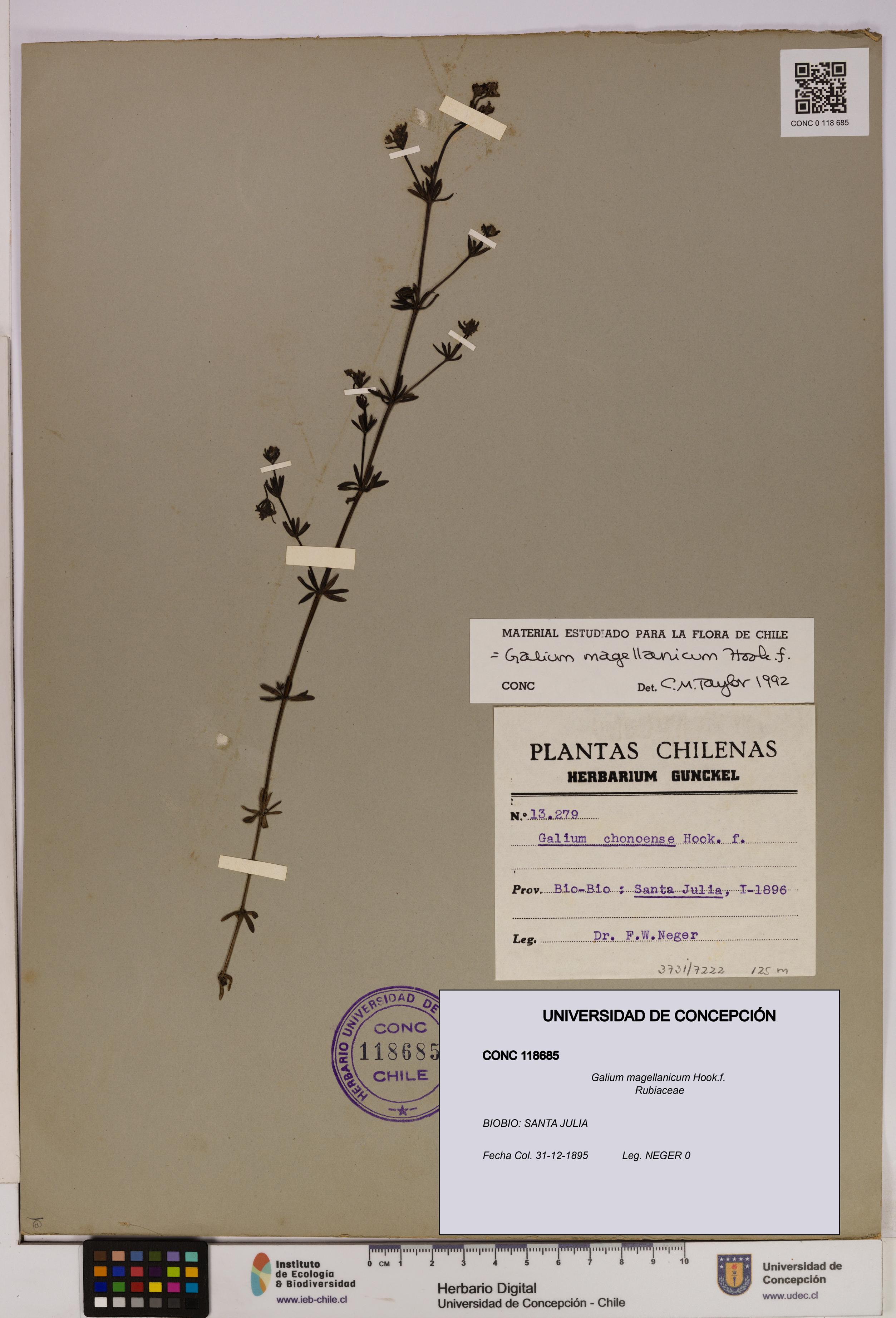 Galium magellanicum [Espécimen: UDEC:CONC:0118685]