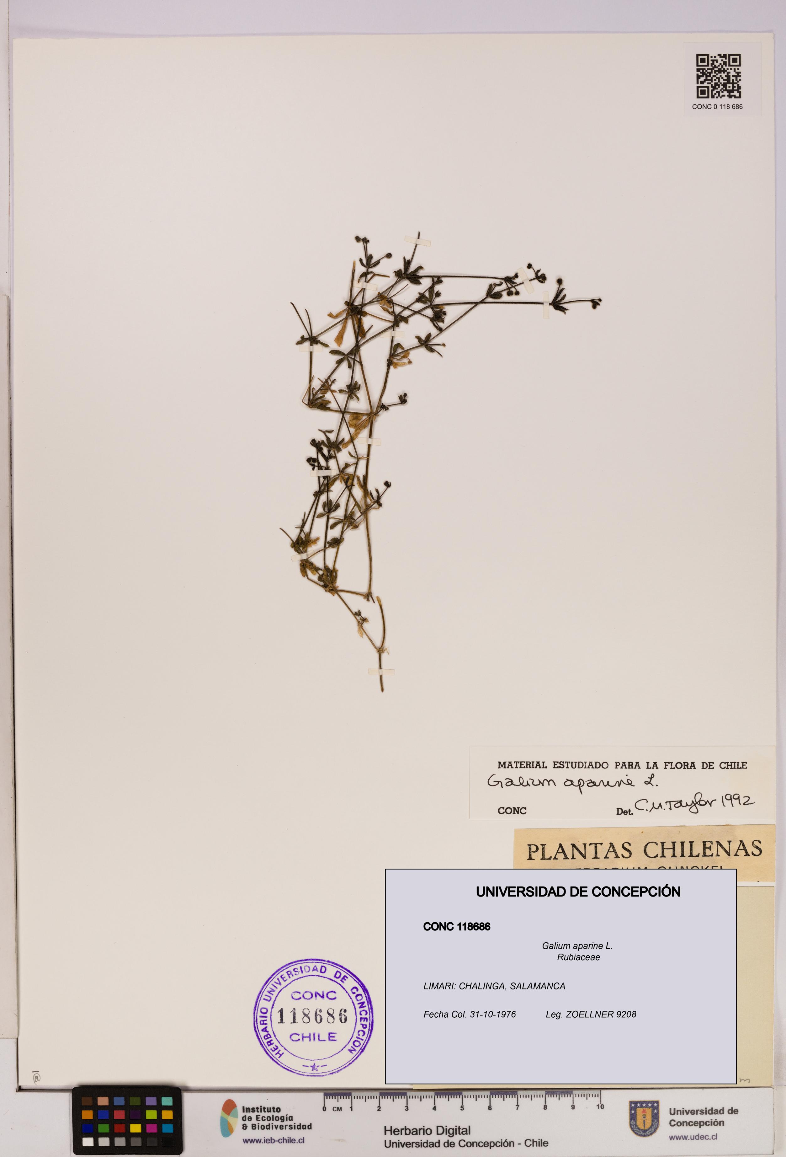 Galium aparine [Espécimen: UDEC:CONC:0118686]