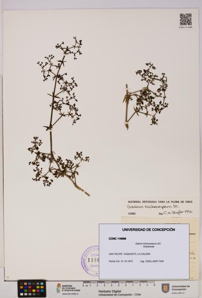 Galium trichocarpum [Espécimen: UDEC:CONC:0118689]