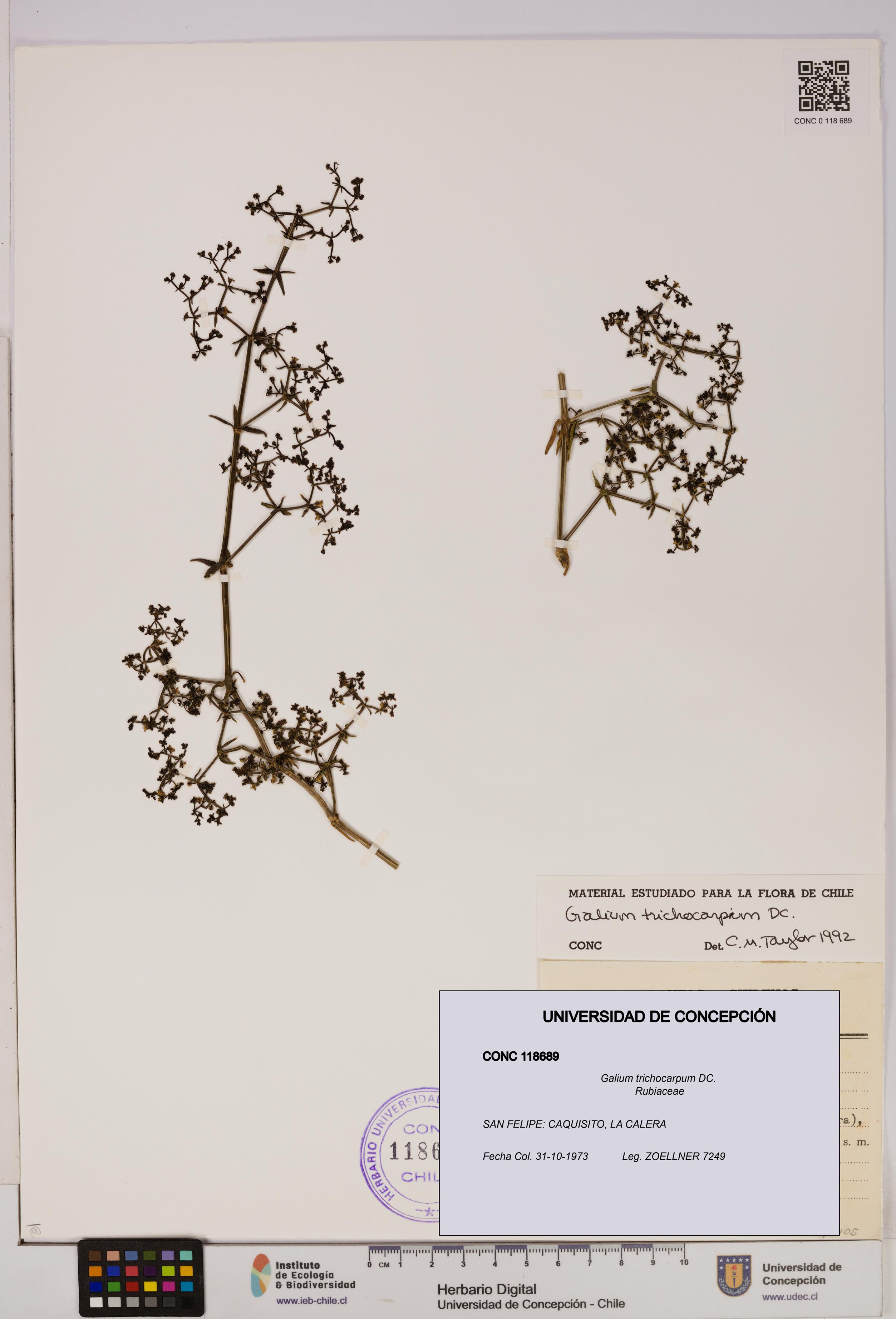 Galium trichocarpum [Espécimen: UDEC:CONC:0118689]