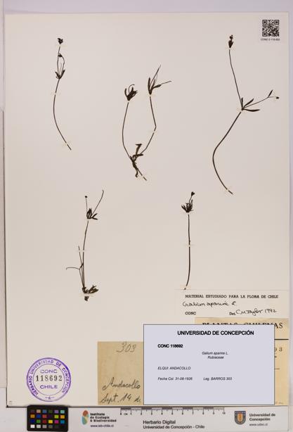 Galium aparine [Espécimen: UDEC:CONC:0118692]