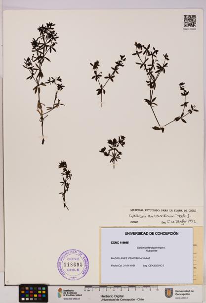 Galium antarcticum [Espécimen: UDEC:CONC:0118695]