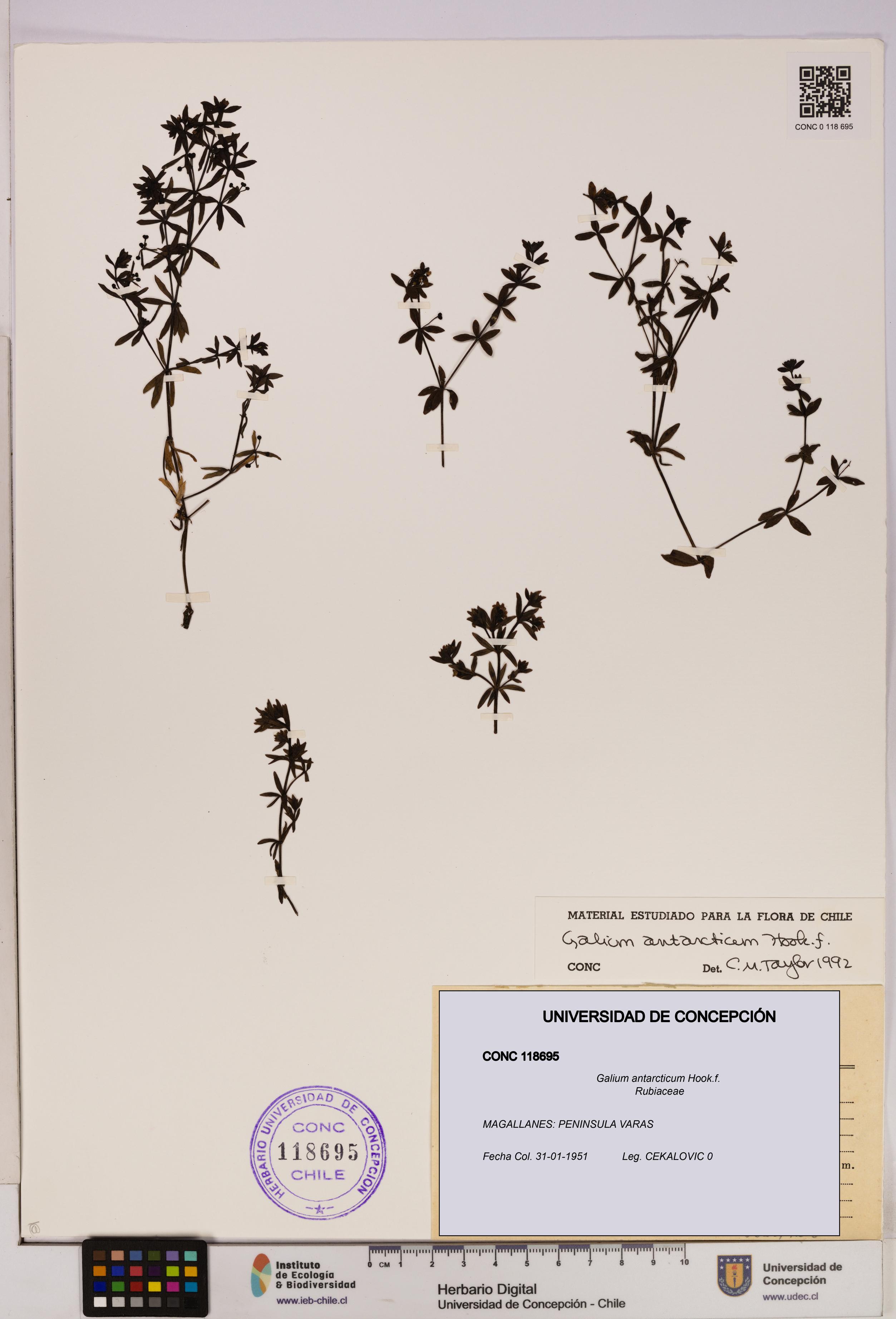 Galium antarcticum [Espécimen: UDEC:CONC:0118695]