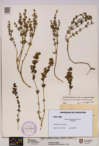 Galium eriocarpum [Espécimen: UDEC:CONC:0118696]