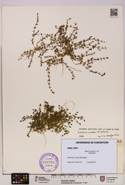 Galium murale [Espécimen: UDEC:CONC:0118701]