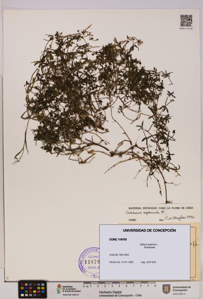 Galium aparine [Espécimen: UDEC:CONC:0118703]
