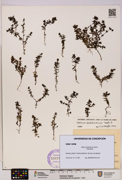 Galium antarcticum [Espécimen: UDEC:CONC:0118708]