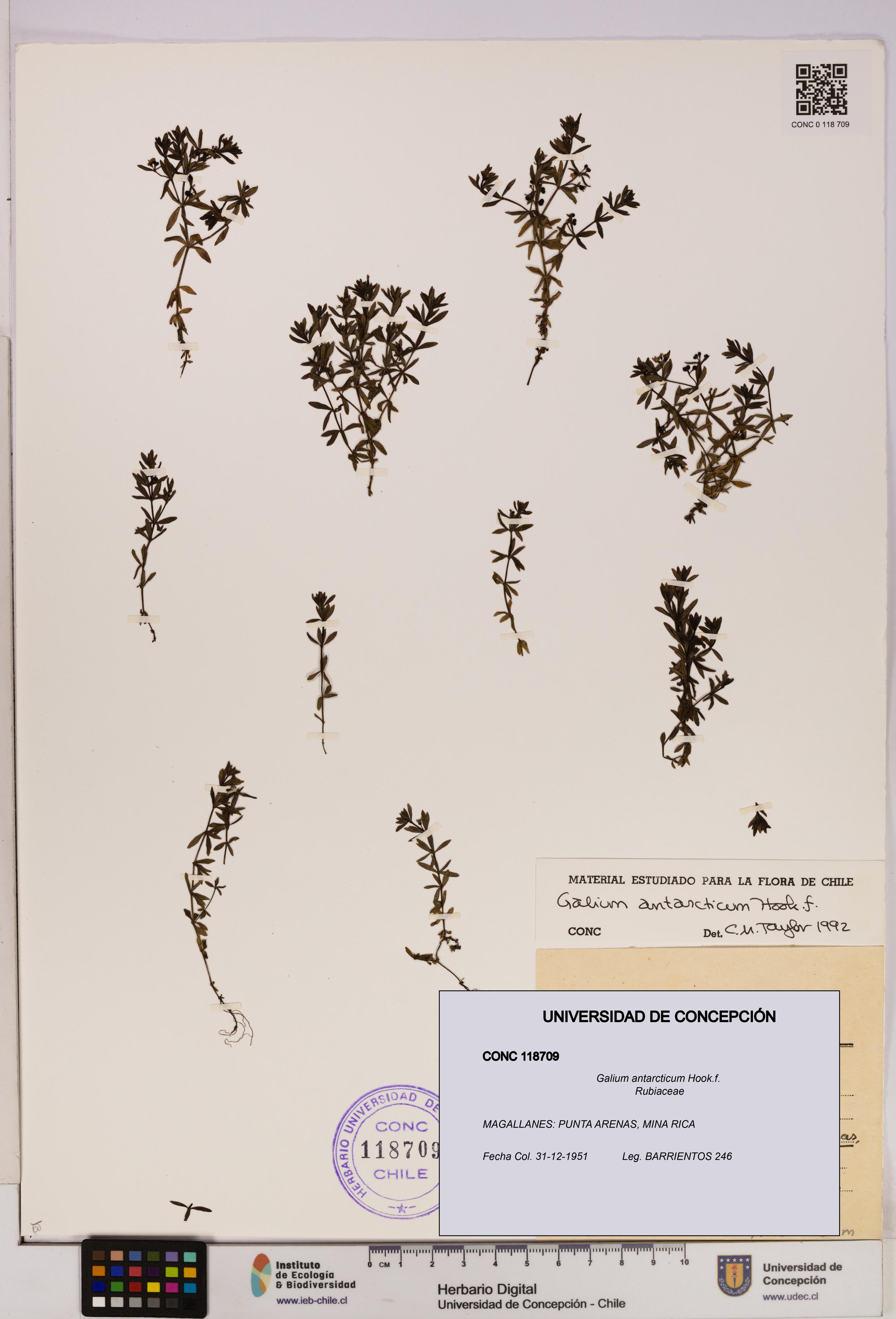 Galium antarcticum [Espécimen: UDEC:CONC:0118709]