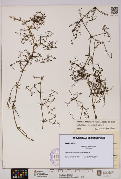 Galium trichocarpum [Espécimen: UDEC:CONC:0118712]