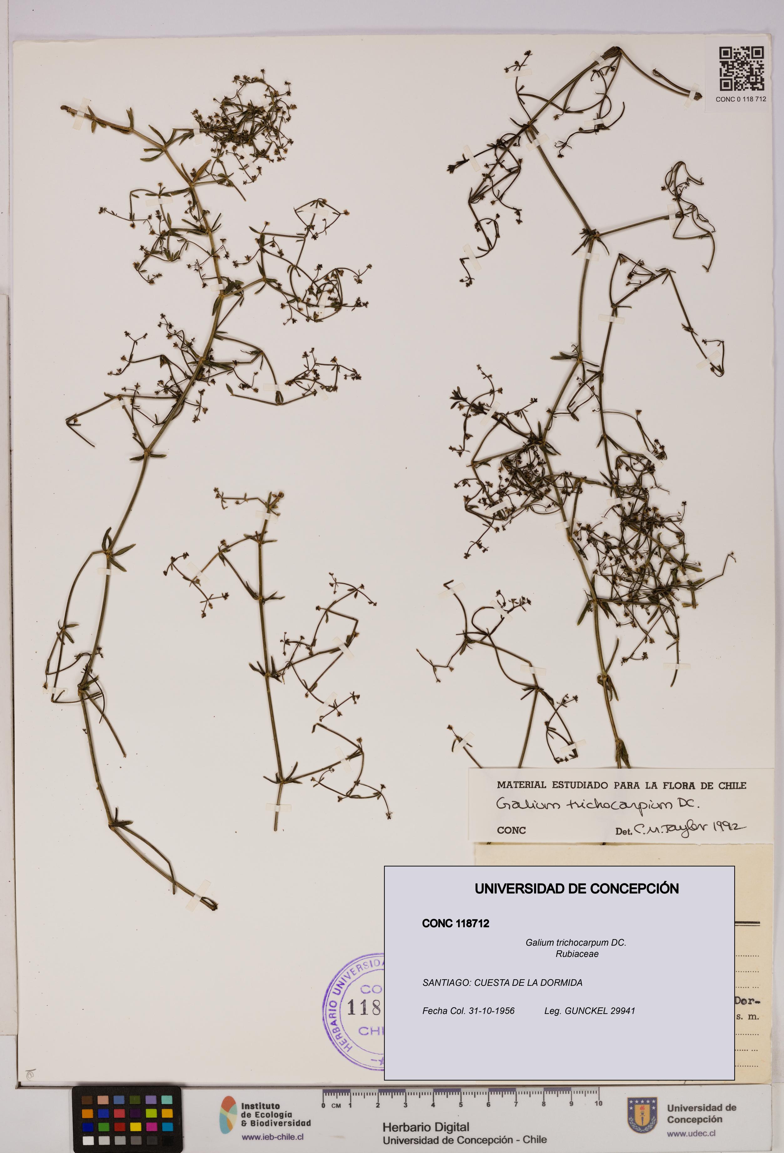 Galium trichocarpum [Espécimen: UDEC:CONC:0118712]