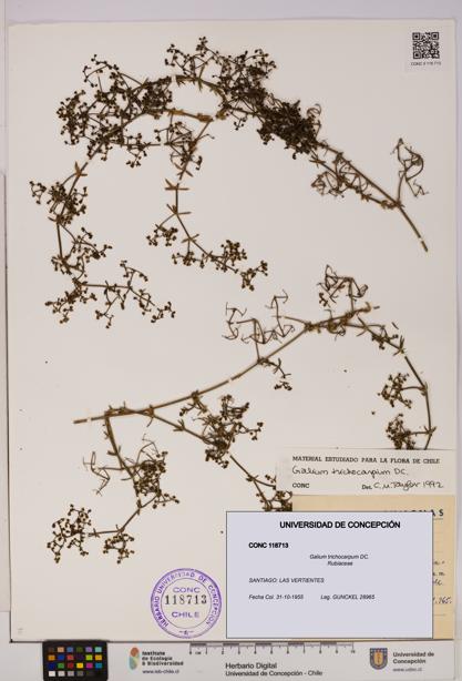 Galium trichocarpum [Espécimen: UDEC:CONC:0118713]