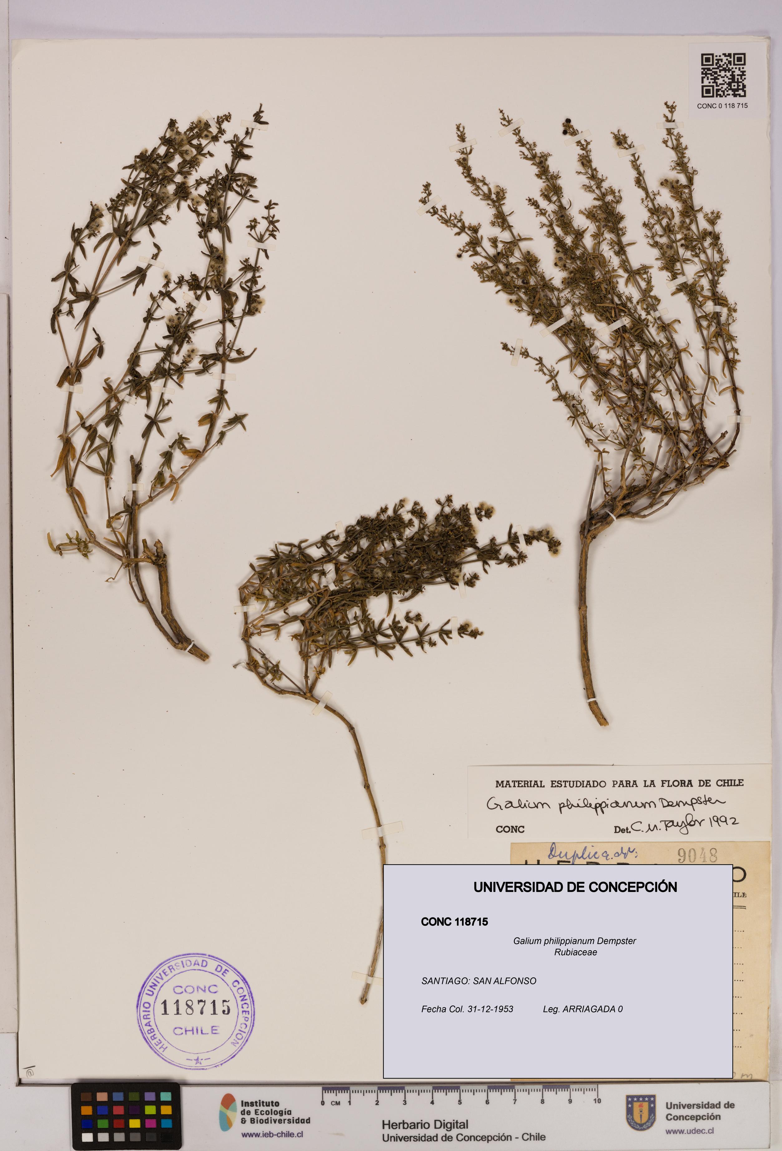 Galium philippianum [Espécimen: UDEC:CONC:0118715]