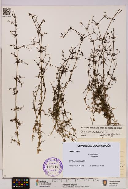 Galium aparine [Espécimen: UDEC:CONC:0118716]