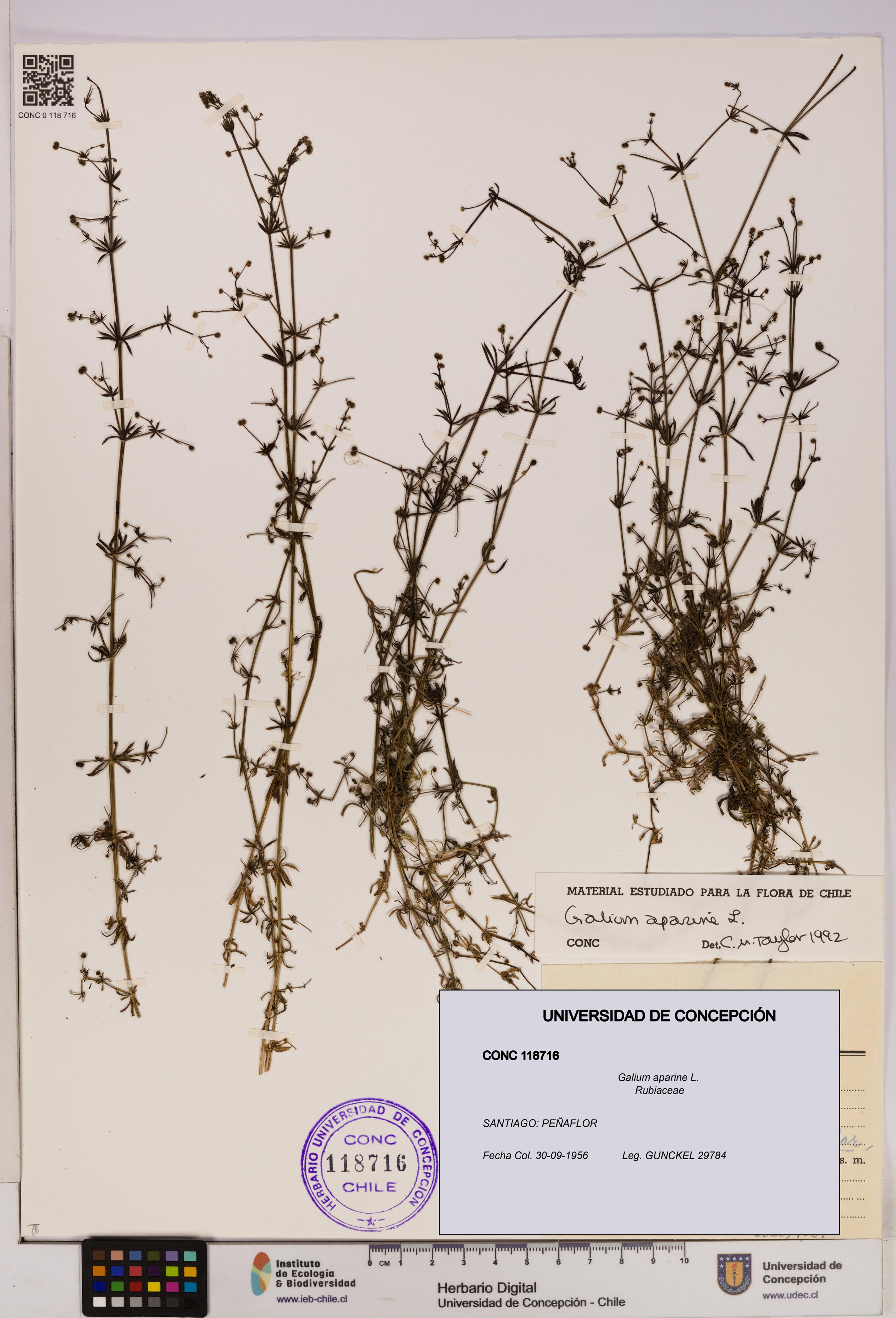 Galium aparine [Espécimen: UDEC:CONC:0118716]