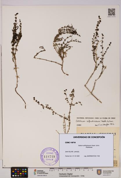 Galium suffruticosum [Espécimen: UDEC:CONC:0118719]