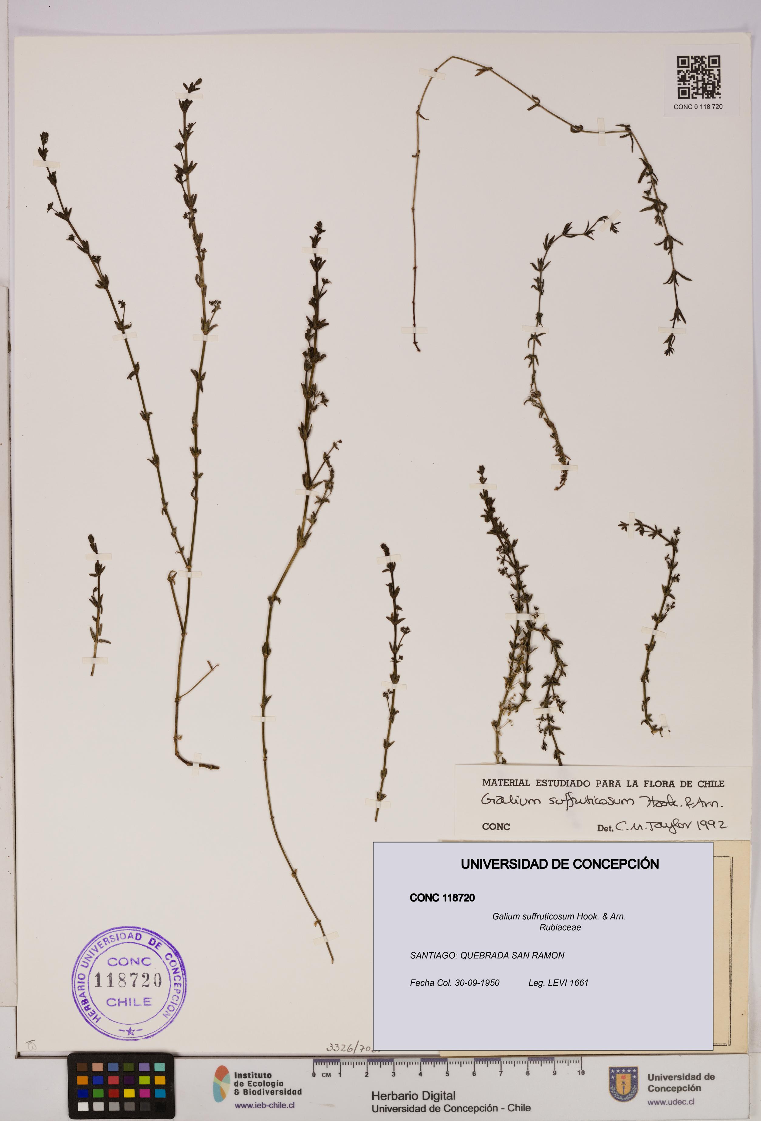 Galium suffruticosum [Espécimen: UDEC:CONC:0118720]