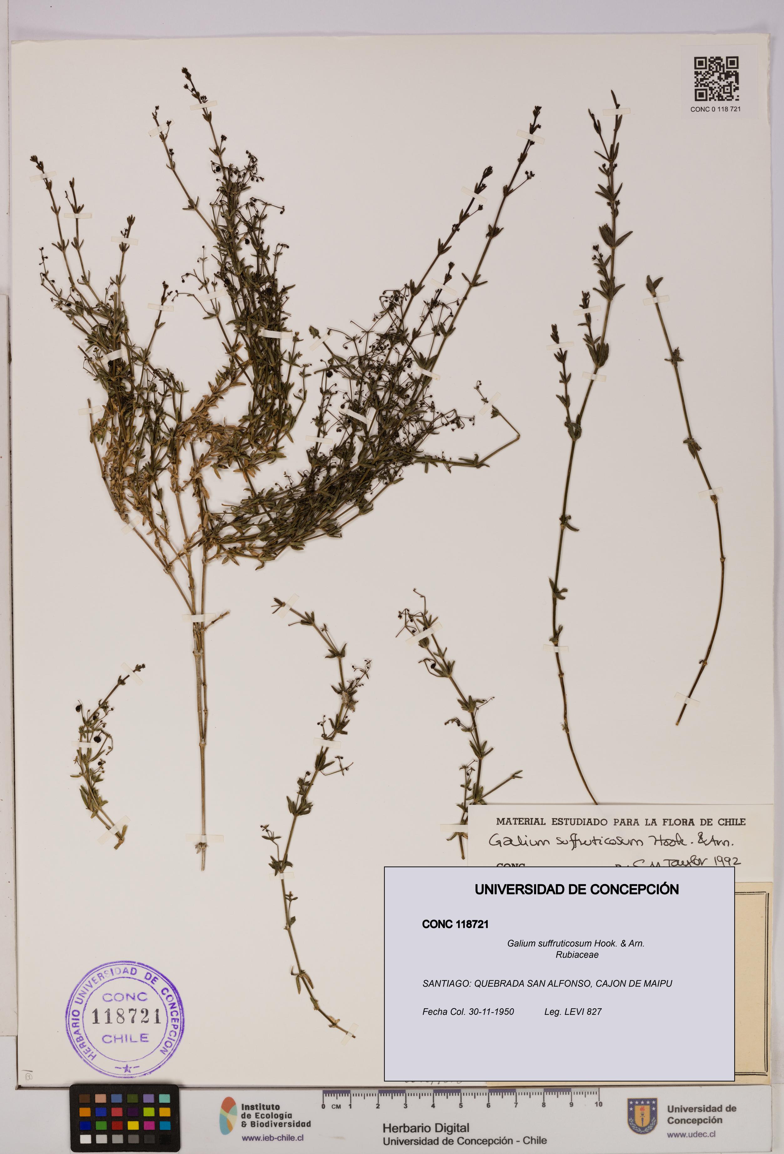 Galium suffruticosum [Espécimen: UDEC:CONC:0118721]