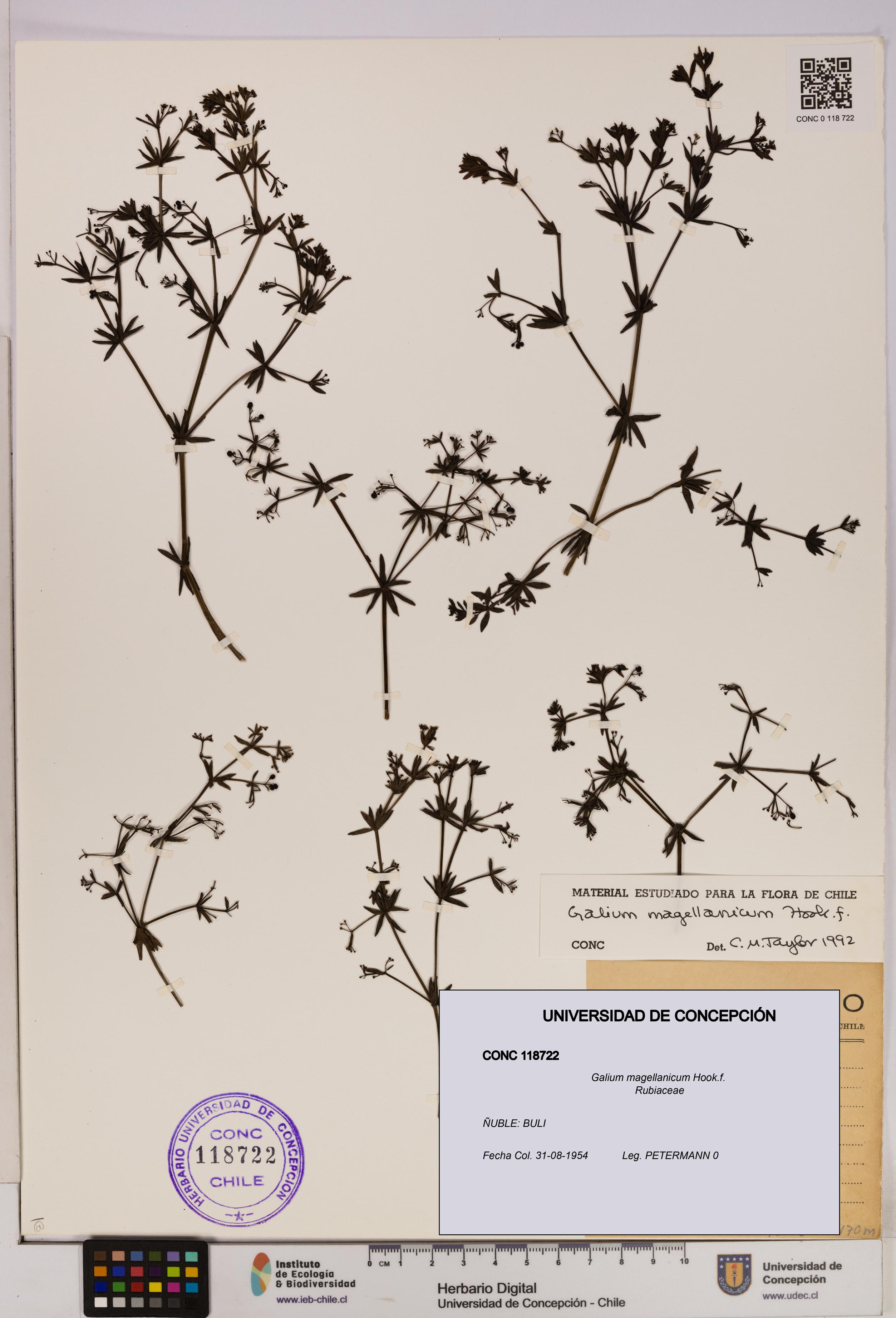 Galium magellanicum [Espécimen: UDEC:CONC:0118722]