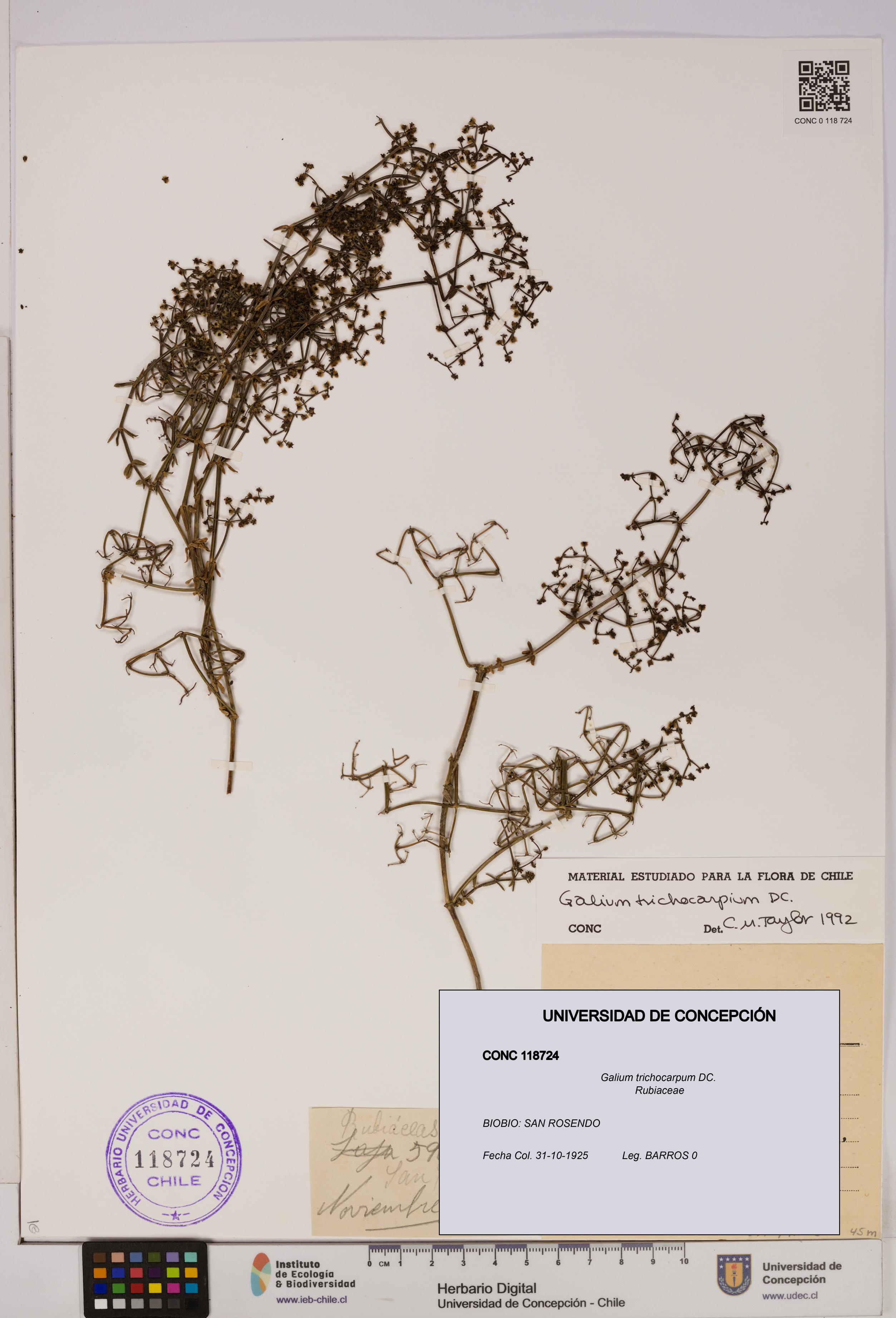 Galium trichocarpum [Espécimen: UDEC:CONC:0118724]