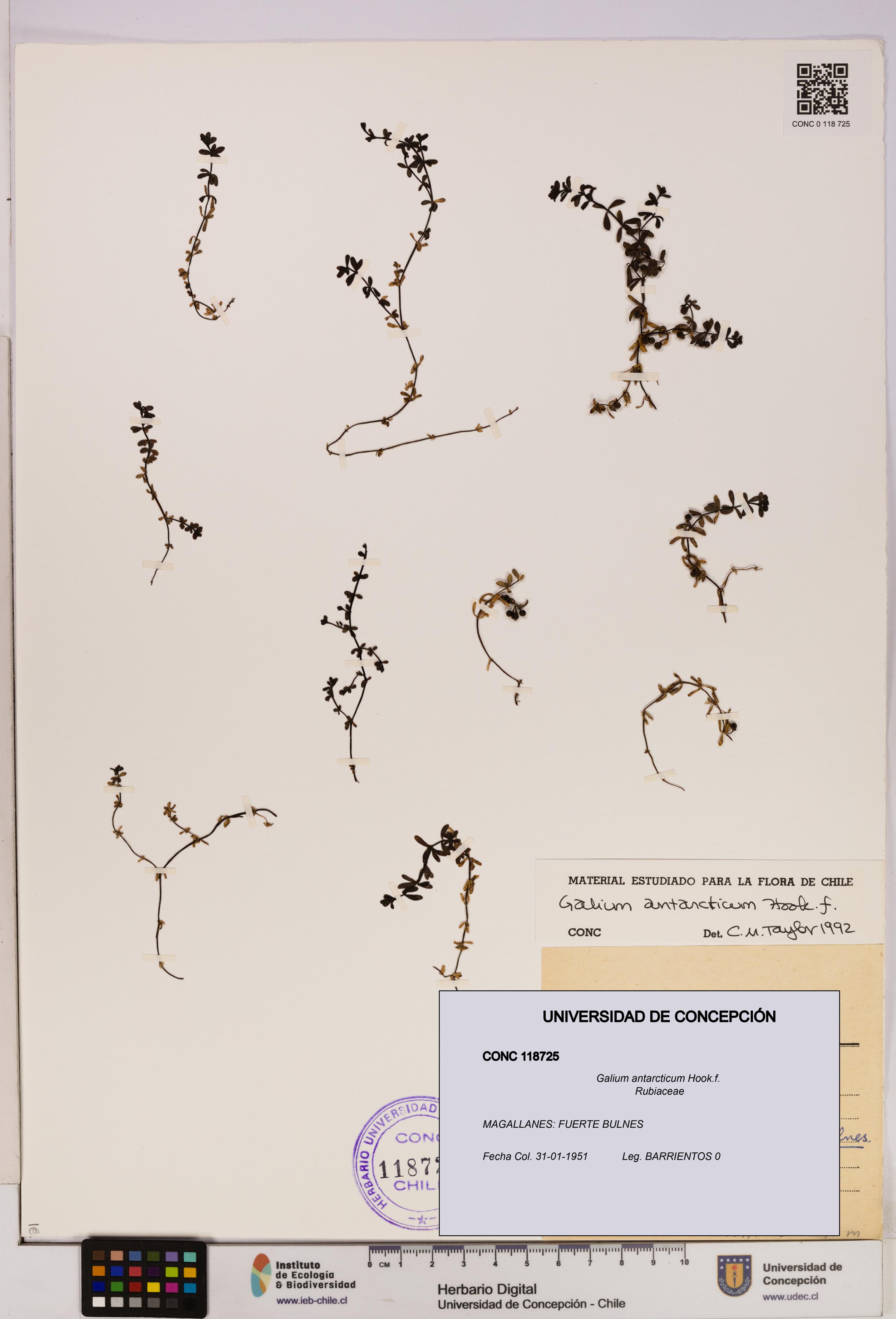 Galium antarcticum [Espécimen: UDEC:CONC:0118725]