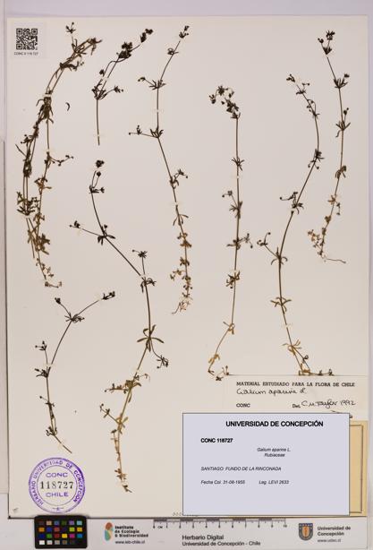 Galium aparine [Espécimen: UDEC:CONC:0118727]