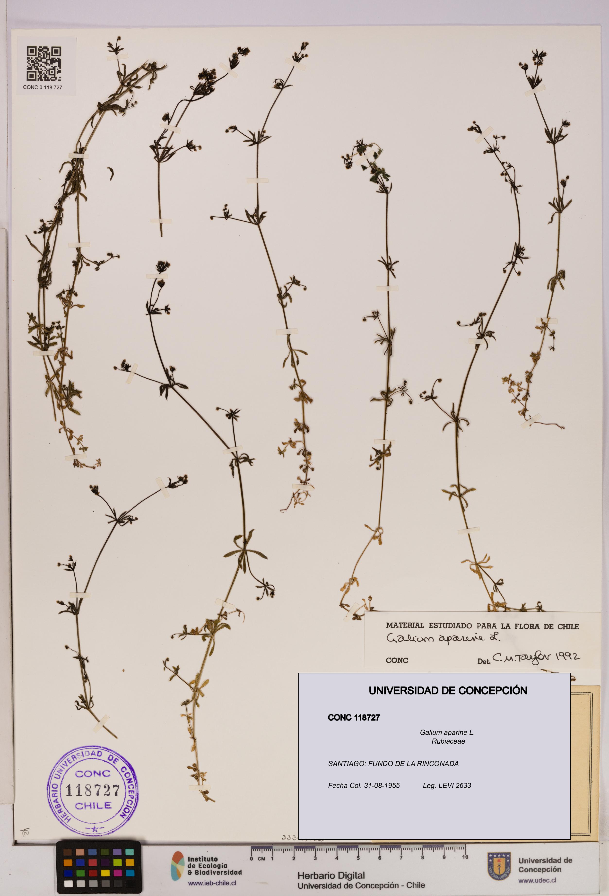 Galium aparine [Espécimen: UDEC:CONC:0118727]