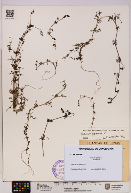Galium aparine [Espécimen: UDEC:CONC:0118728]