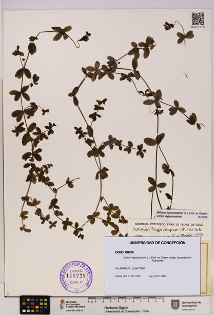 Galium hypocarpium subsp. hypocarpium [Espécimen: UDEC:CONC:0118729]