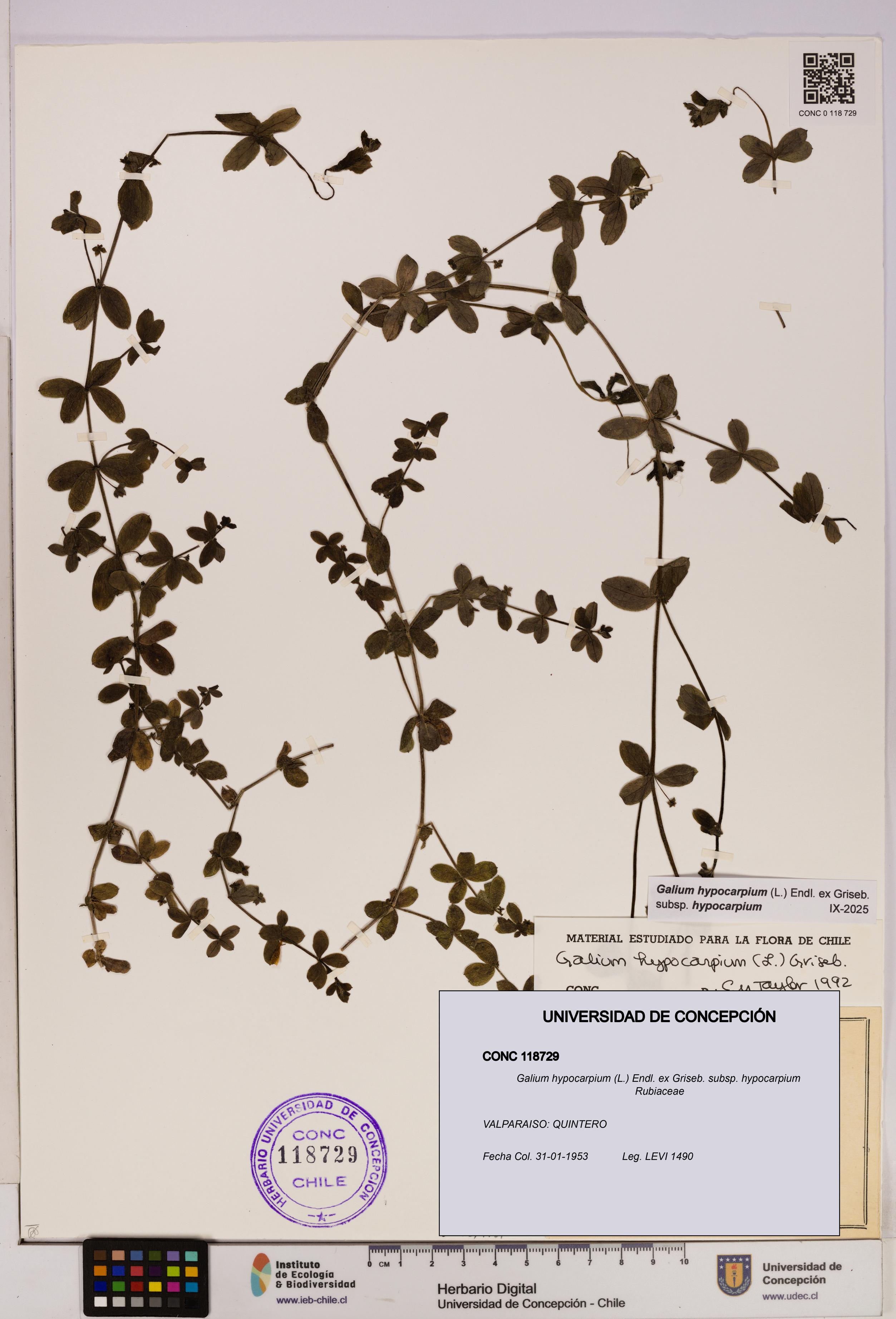 Galium hypocarpium subsp. hypocarpium [Espécimen: UDEC:CONC:0118729]