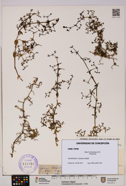 Galium trichocarpum [Espécimen: UDEC:CONC:0118730]