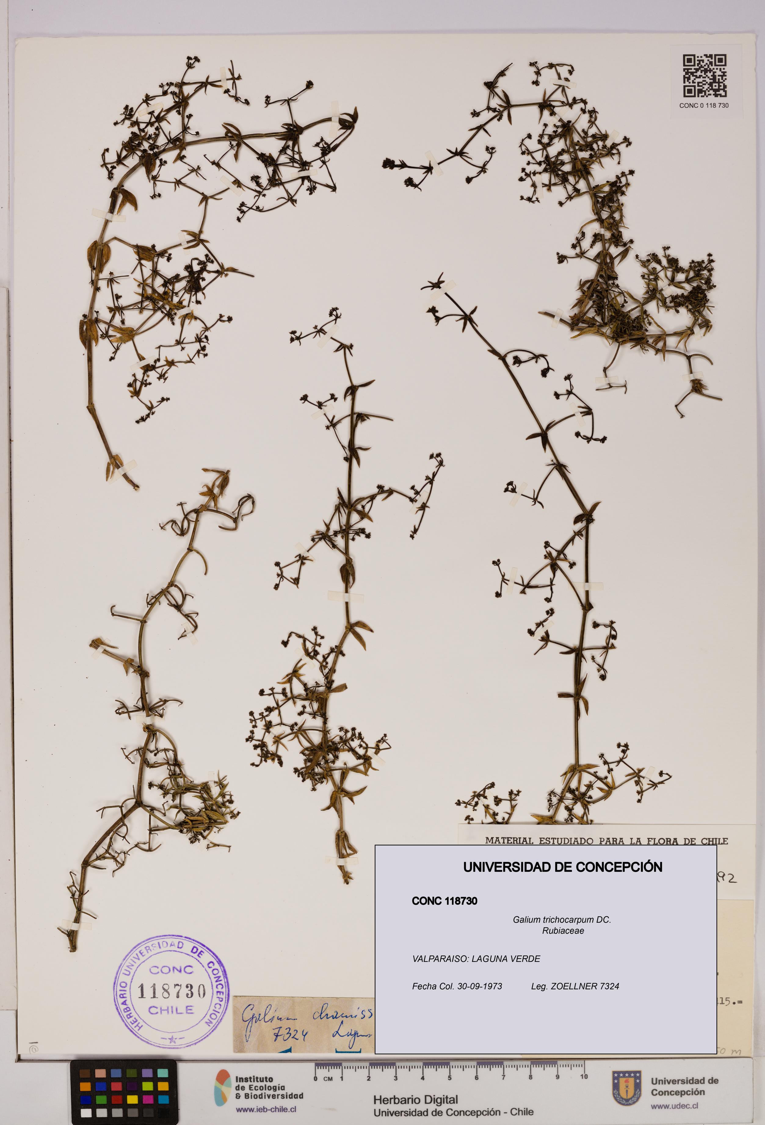 Galium trichocarpum [Espécimen: UDEC:CONC:0118730]