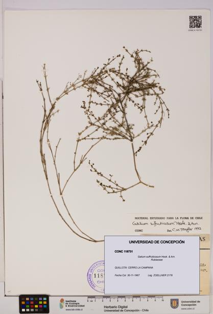 Galium suffruticosum [Espécimen: UDEC:CONC:0118731]