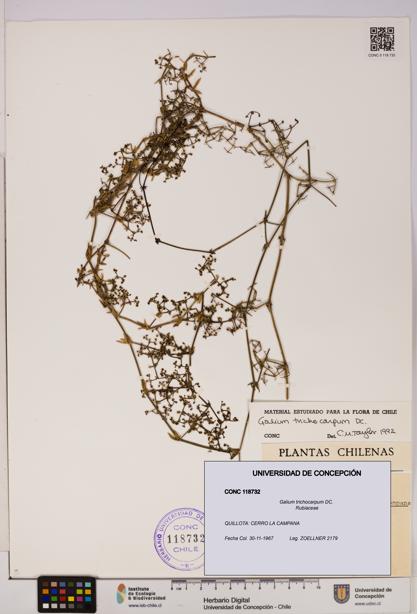 Galium trichocarpum [Espécimen: UDEC:CONC:0118732]