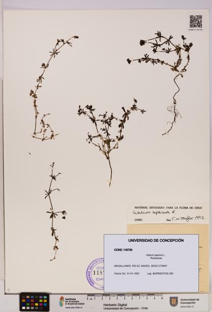 Galium aparine [Espécimen: UDEC:CONC:0118733]