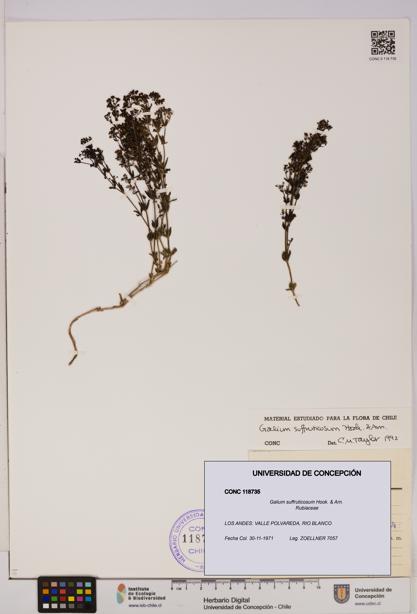 Galium suffruticosum [Espécimen: UDEC:CONC:0118735]